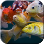 koi video live wallpaper android application logo